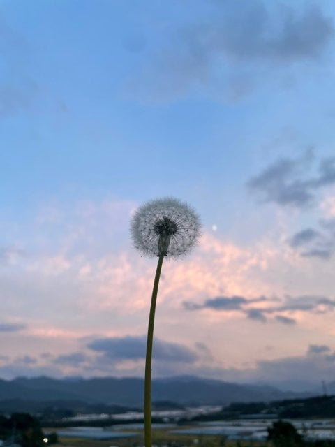 한결같은맘