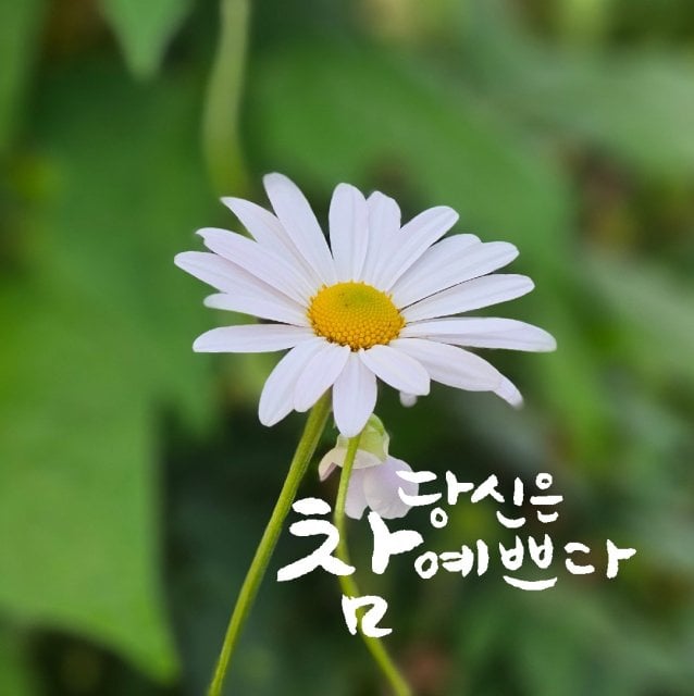 진귀화(행운)