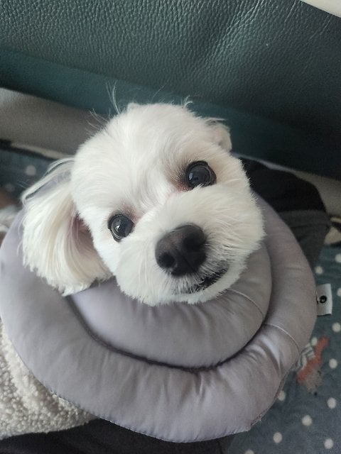 펜듈럼으로 수호신과 대화하기