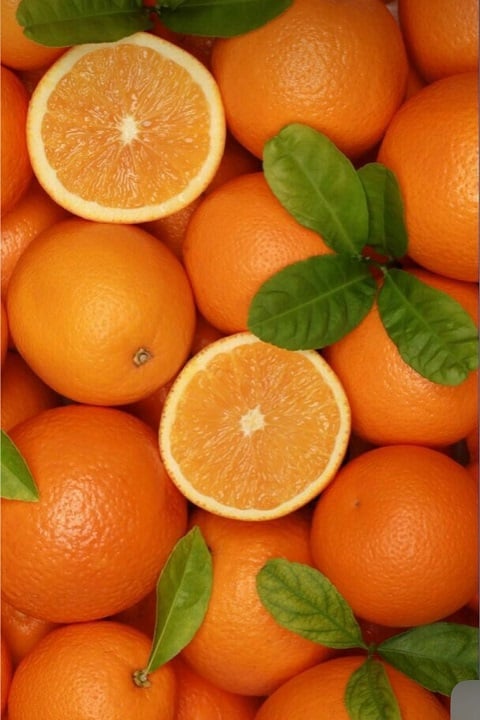 오렌지🍊