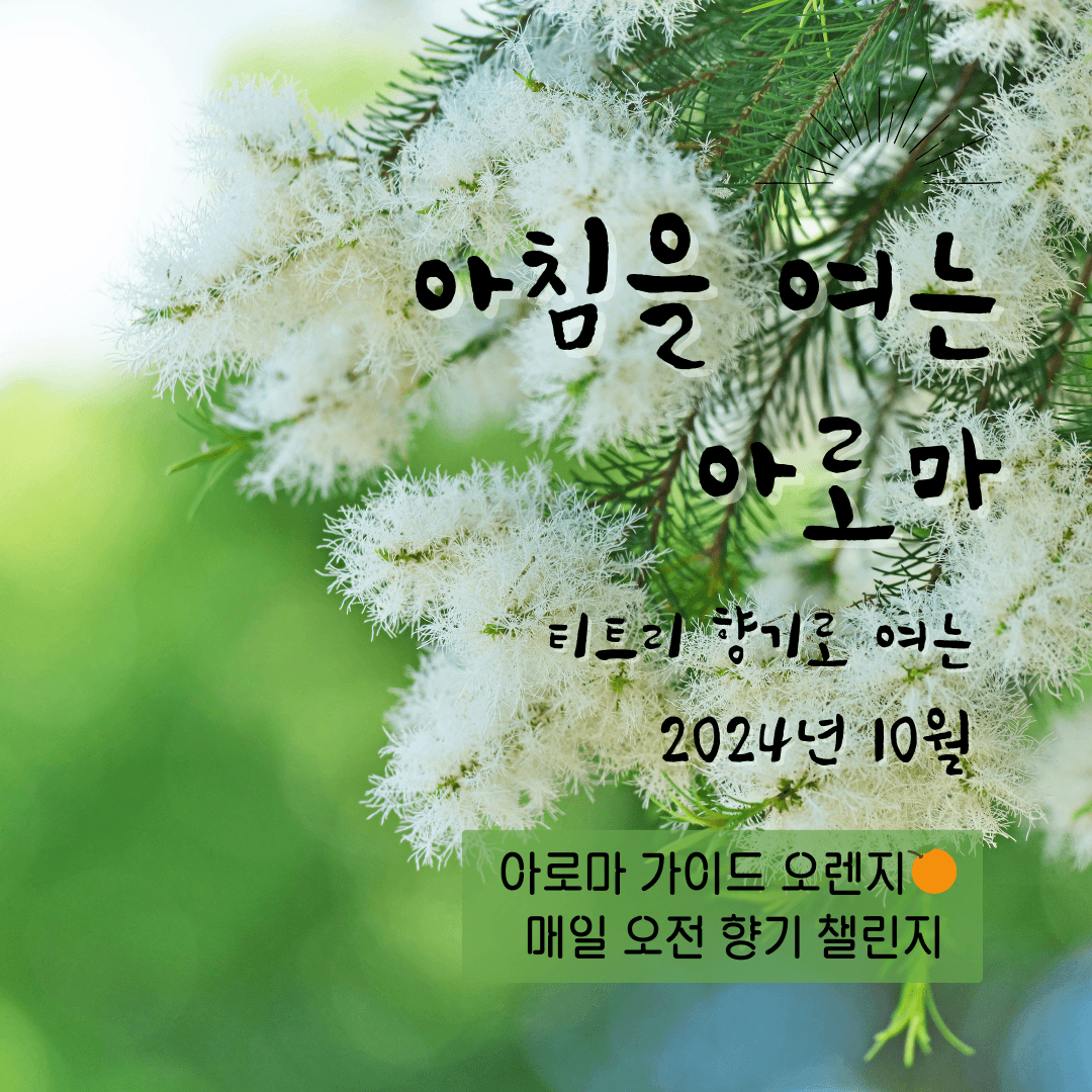 [오전향기챌린지/10월] 아침을 여는 아로마 - 티트리